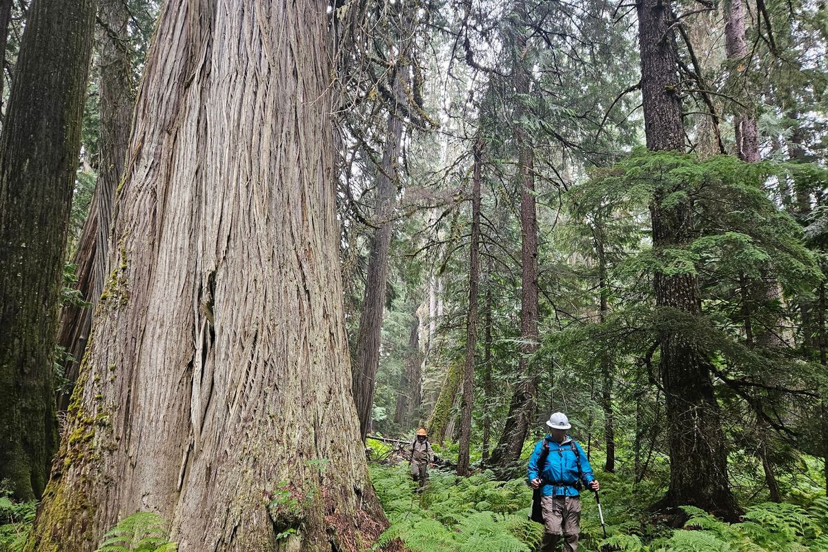 Trail workers walk past a giant cedar tree on the Hughes Fork Trail in North Idaho in 2024. (Courtesy of Barbara Sammut)
