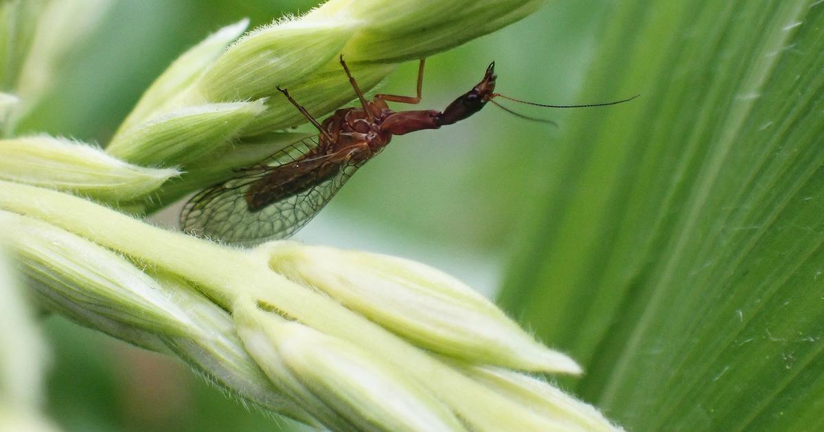 In the Garden: How to attract beneficial bugs