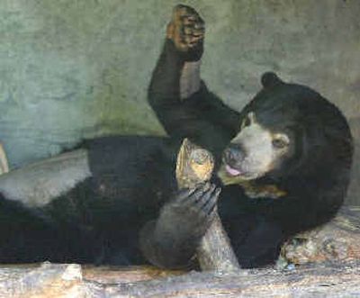 Suntil reclines Wednesday in her enclosure at Woodland Park Zoo in Seattle.Suntil reclines Wednesday in her enclosure at Woodland Park Zoo in Seattle.
(Associated PressAssociated Press / The Spokesman-Review)