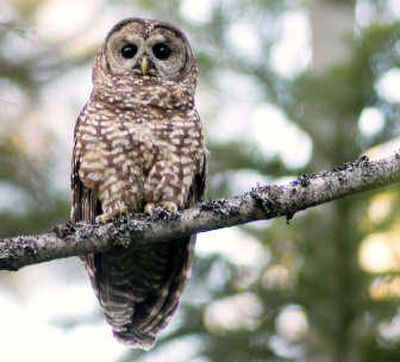 A spotted owl is shown inside the Tahoe National Forest in California in July 2004. Experts are criticizing the Bush administration's latest spotted owl recovery plan. Associated Press
(File Associated Press / The Spokesman-Review)