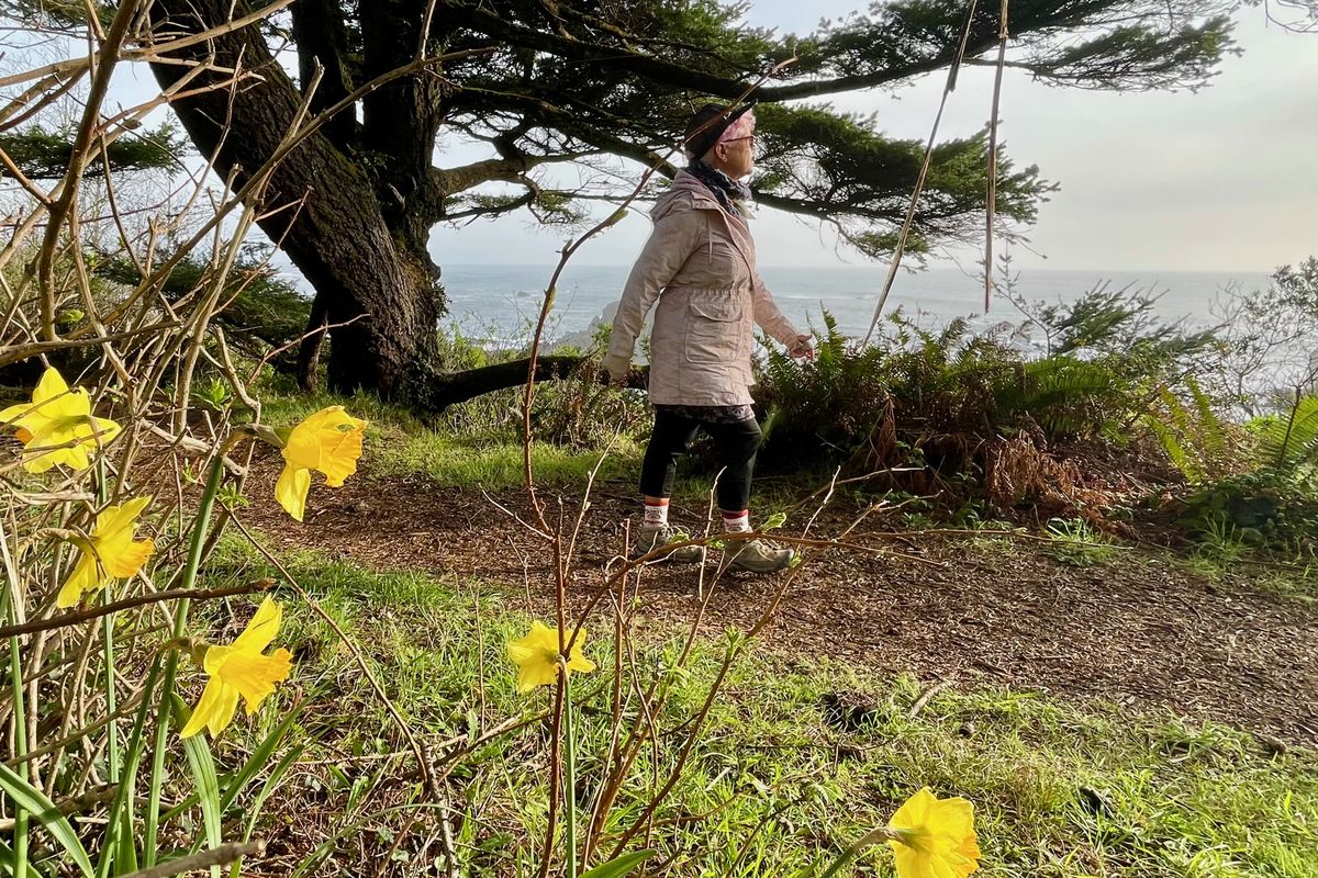 Spring daffodils were blooming at Harris Beach State Park in Brookings, Ore. (John Nelson)