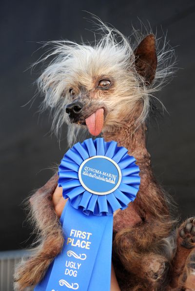Miss Ellie celebrates her win in the World’s Ugliest Dog Contest’s pedigree class at the Sonoma-Marin Fair on  June 26, 2009, in Petaluma, Calif. She has died at age 17. (File Associated Press)