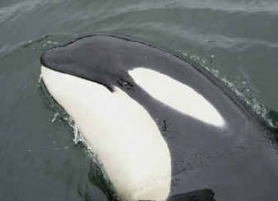 Luna the killer whale surfaces Thursday while swimming in the waters of Mooyah Bay west of Gold River, B.C.
(Associated Press / The Spokesman-Review)