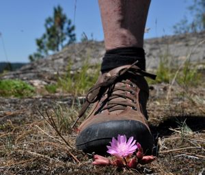 A hiker carefully poses by a bitterroot, a hearty wildflower growing in a rocky trail section of the Dishman Hills Natural Area. (Rich Landers)