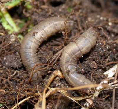 European crane fly larvae, or leatherjackets, can create havoc on lawns.