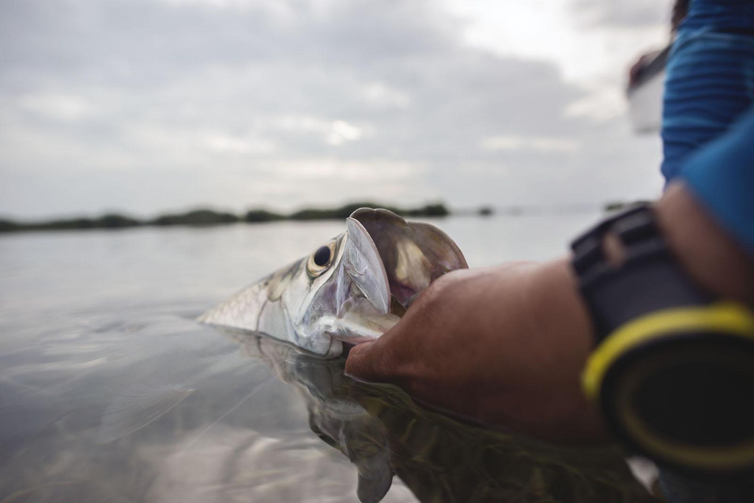 Fly fishing guide blissfully humbled by tarpon