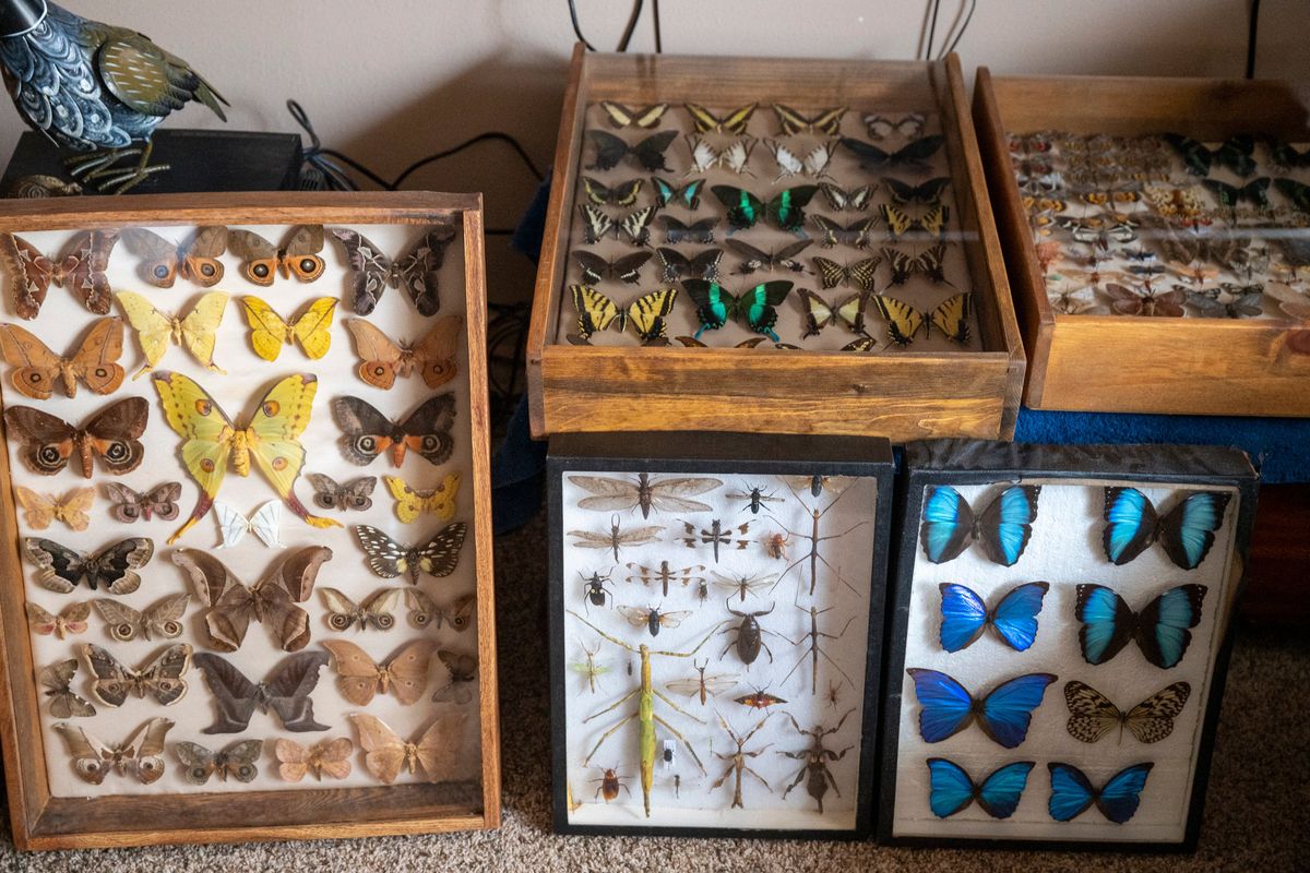 Doug Beernink has collected moths and butterflies and many other types of insects for 60-plus years, since he was a child. He also raises moths after realizing their numbers have taken a steep drop since his childhood days. He still has a few specimens he would love to add to his collection.  (Jesse Tinsley/THE SPOKESMAN-REVIEW)
