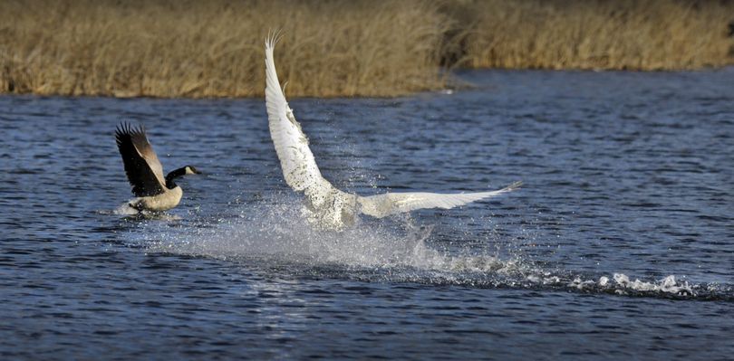 A Trumpeter swan makes an awkward landing as it tries to miss a Canada Goose on a pond at Turnbull Wildlife Refuge Tuesday March 30, 2010. (Christopher Anderson / The Spokesman-Review)