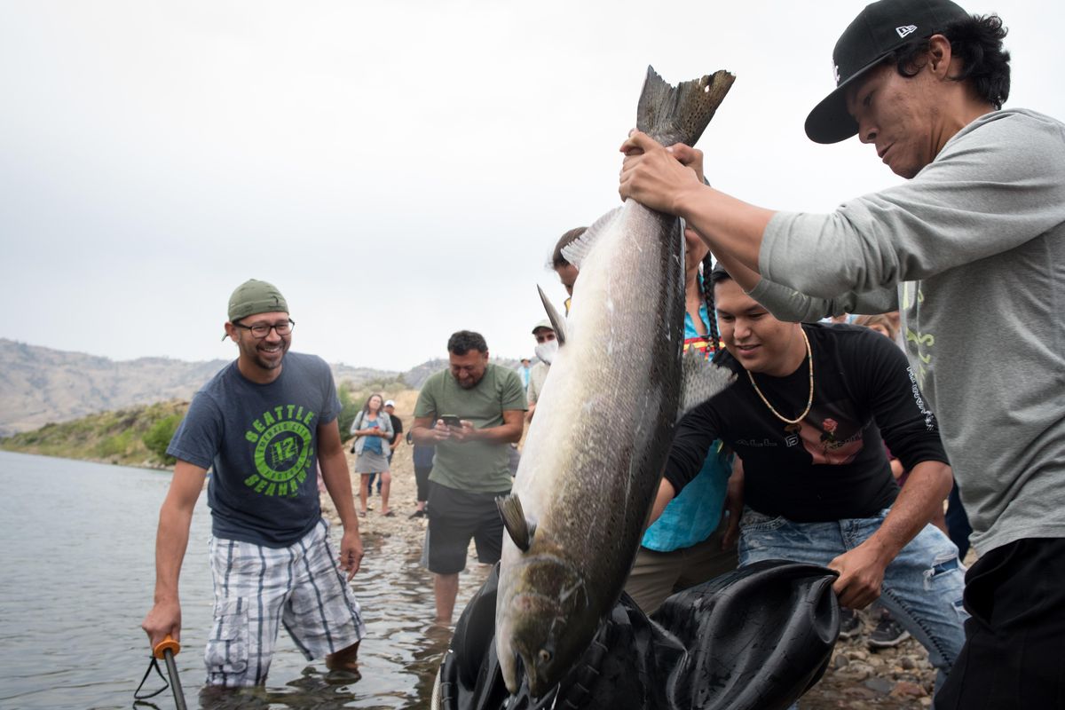 A salmon is held by the tail before being released  the Columbia River on Friday while Pat Tonasket, left, watches. (Eli Francovich / The Spokesman-Review)