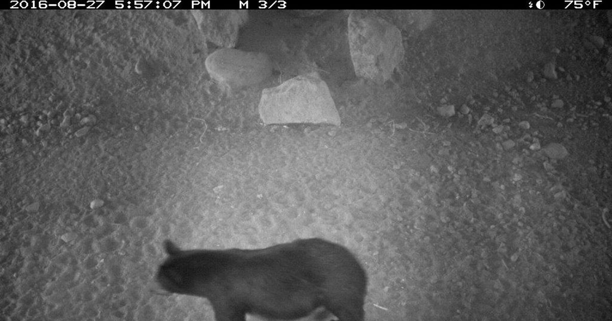 highway underpass wildlife