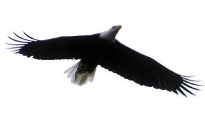 
A bald eagle glides slowly overhead before wheeling into a dive and picking a kokanee from the surface of Lake Coeur d'Alene. The species faces a new fight – a surge on the black market for feathers and body parts. 
 (File photo by Jesse Tinsley/ / The Spokesman-Review)