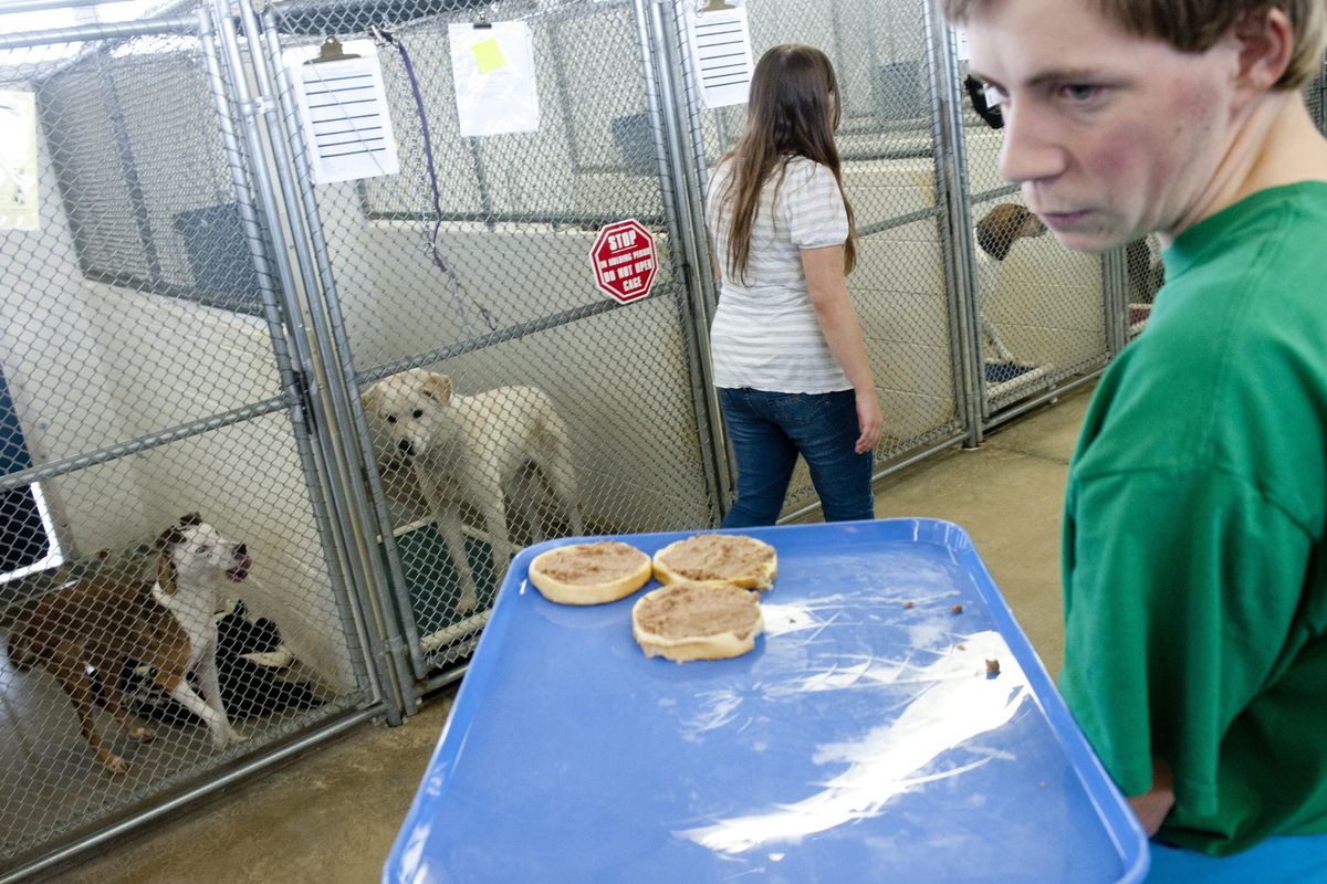 Jerad Laitinen, 19, carries snacks as Katie McLaughlin, 20, hands them out to dogs at SCRAPS on Oct. 24. The pair are students in East Valley High School’s STAR program, which has partnered with several businesses in the area that invite students to work during the afternoons to gain some experience. (Tyler Tjomsland)