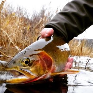 Cutthroat trout. (Wayne Jordan)