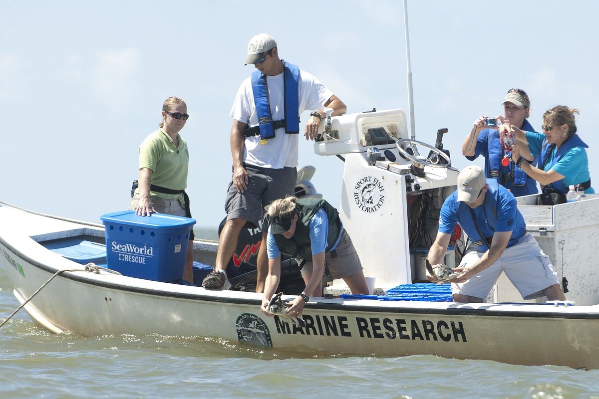  Rehabilitated Kemp’s ridleys are released off  Cedar Key, Fla., on Wednesday by NOAA scientists. The 23 turtles were found 40 to 60 nautical miles offshore.  (Associated Press)