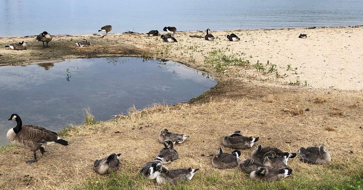 Sandpoint gases 170 Canada geese for pooping on beach