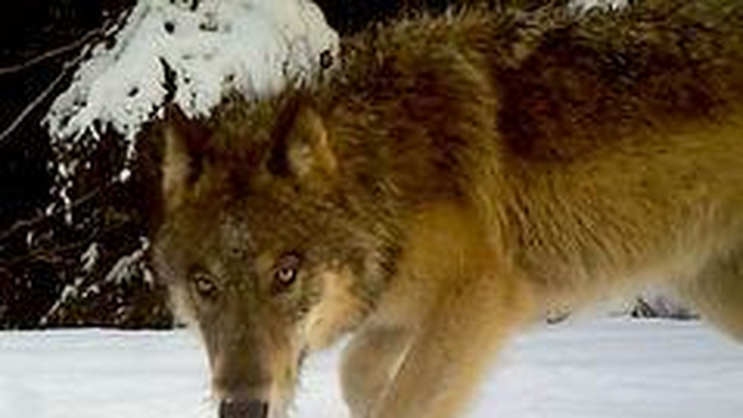 WDFW Orders Lethal Removal in Unnamed Kettle Range Wolf Pack