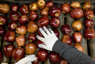 Hands cull Red Delicious apples during packing operations at Valicoff Fruit Co. in Wapato, Wash., on Tuesday. Apple prices are falling under the weight of a record crop. (Associated Press / The Spokesman-Review)