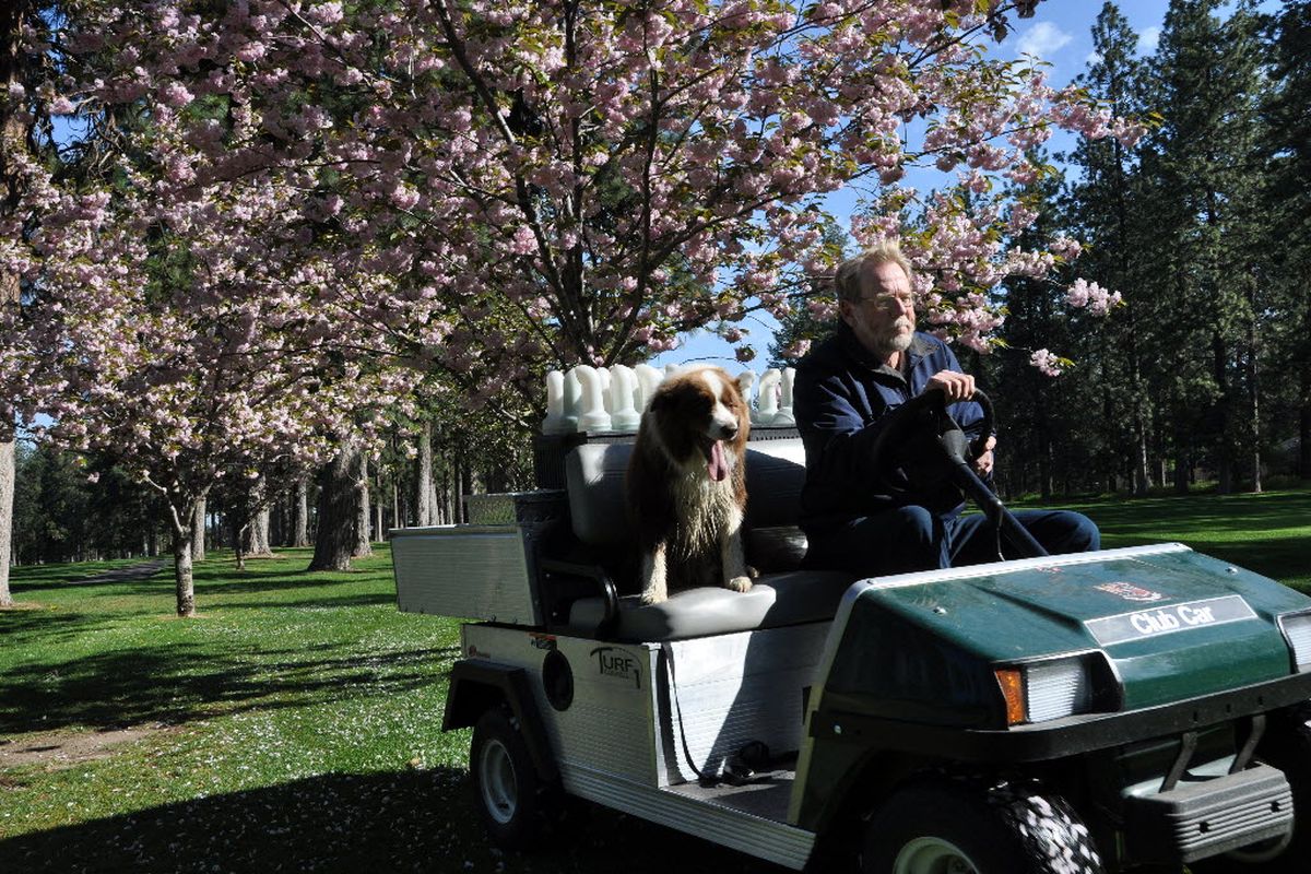 Tim Ansett, greens superintendent at Manito Golf & Country Club, heads ot to work with his 7-year-old border collie, Nelson. The dog earns his keep by herding messy waterfowl off the course.  (Rich Landers)