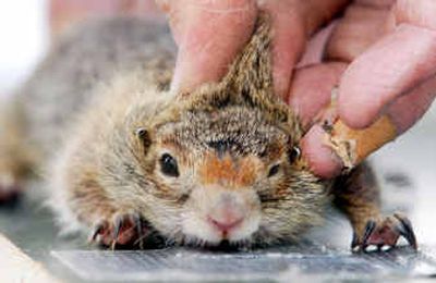 
A researcher measures a captured Southern Idaho ground squirrel before releasing it back into its hillside colony earlier this month near Emmett, Idaho. On June 21, a federal judge ordered the U.S. Fish and Wildlife Service to explain why three rare species found in Idaho, New Mexico and at Lake Tahoe should not be protected under the Endangered Species Act. The ruling refers to the Tahoe yellow cress, Southern Idaho ground squirrel and sand dune lizard. 
 (File/Associated Press / The Spokesman-Review)