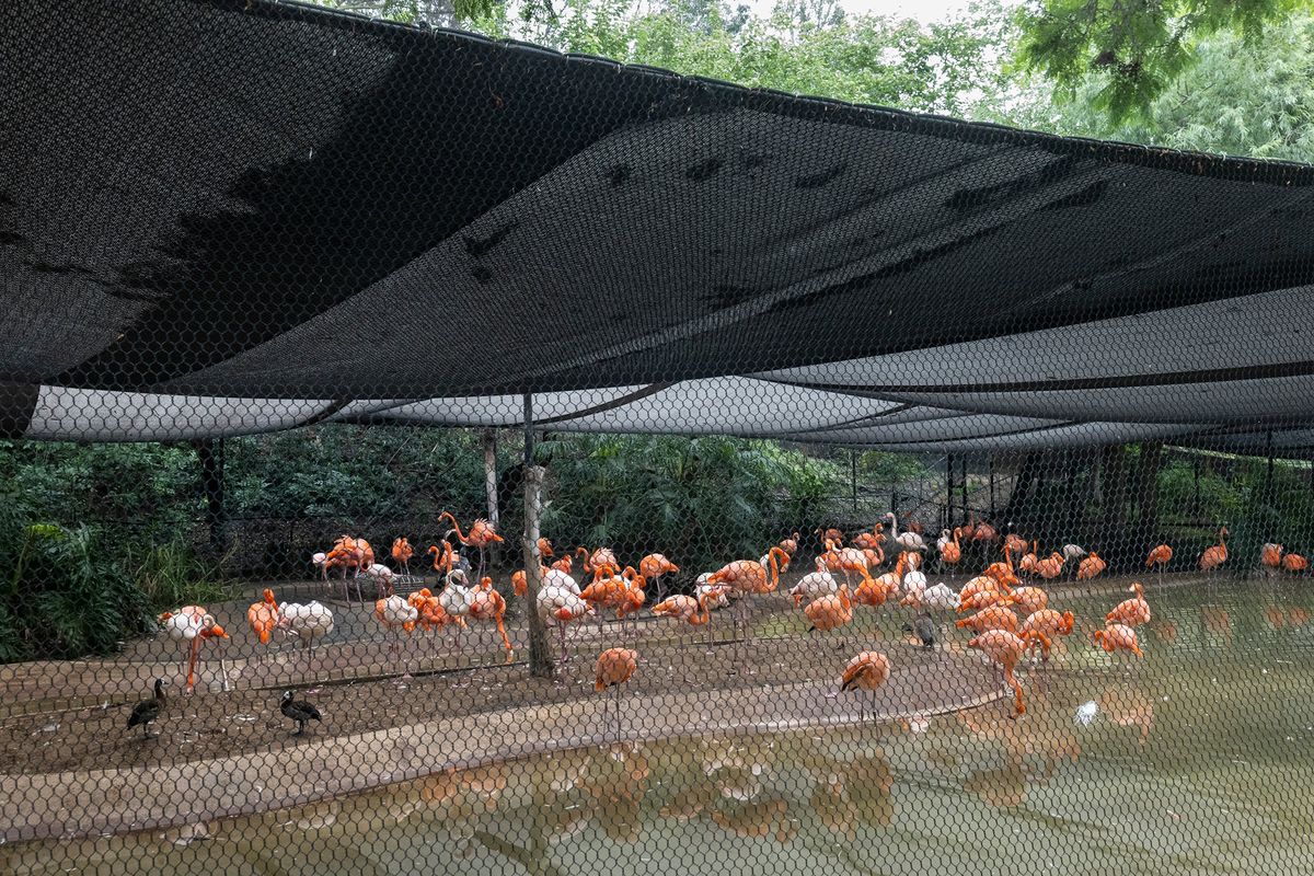A photo provided by the San Diego Zoo shows flamingos in a covered habitat. This year's avian influenza outbreak is the worst the United States has experienced since 2015, the last time the country was hit hard by bird flu.    (SAN DIEGO ZOO)