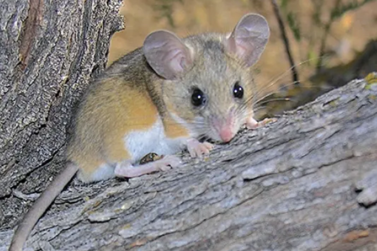 A Washington State University study found nearly 30% of deer mice had signs of past hantavirus infection across farms and natural areas in Whitman County, Washington, and Latah and Benewah counties in Idaho.  (Washington Department of Fish and Wildlife)
