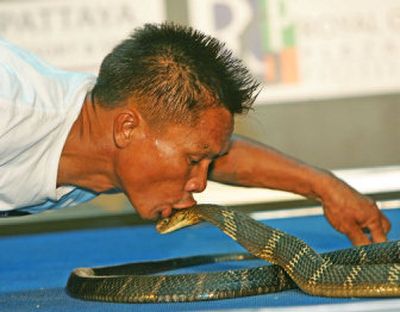 
Khum Chaibuddee kisses  one of 19 king cobras at Ripley's Believe It or Not Museum in Pattaya, Thailand, on Saturday. 
 (Associated Press / The Spokesman-Review)