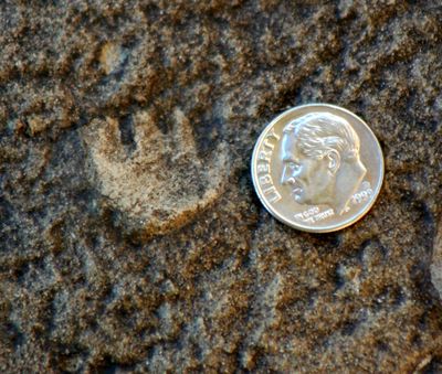 This undated photo provided by the Dinosaur National Monument shows a small fossil mammal footprint, no bigger than a dime.  (Associated Press / The Spokesman-Review)