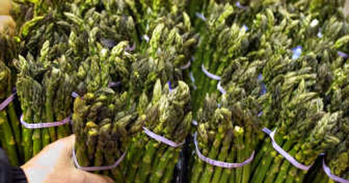 Labor shortage hitting asparagus farmers The SpokesmanReview