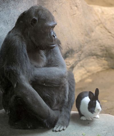Friends in lowland places: The Erie Zoo’s lowland gorilla, Samantha, shares a quiet moment with Panda, a Dutch rabbit, at the zoo in Erie, Pa., on Thursday. Samantha has been without a full-time friend since the death of Rudy, a male gorilla, in 2005. But officials say the 47-year-old western lowland gorilla is too old to be paired with another gorilla, so they opted last month to introduce her to Panda. The Erie Times-News reports the two get along well. Samantha will gently scratch under Panda’s chin and share her food. (Associated Press)