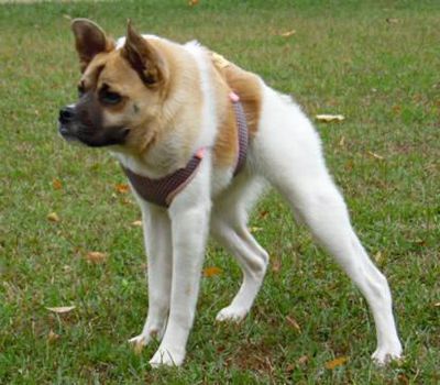 Pig is a dog owned by Kim Dillenbeck, and she lives in Helena, Alabama. Pig was born with short spine syndrome, an unusual birth defect. Pig is the subject of Katie Youngren’s new book, “Pig, the Unusual Dog.”