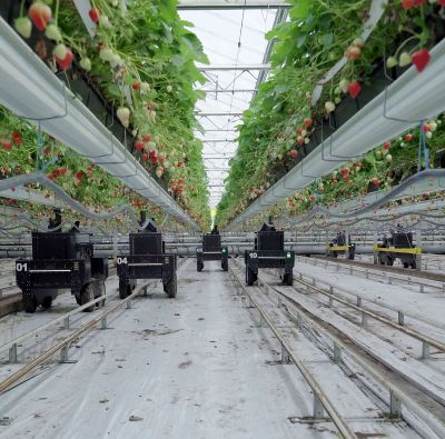 Tortuga AgTech charges growers a flat cost per robot-picked box of strawberries at a rate comparable to human worker wages.  (Courtesy photo )