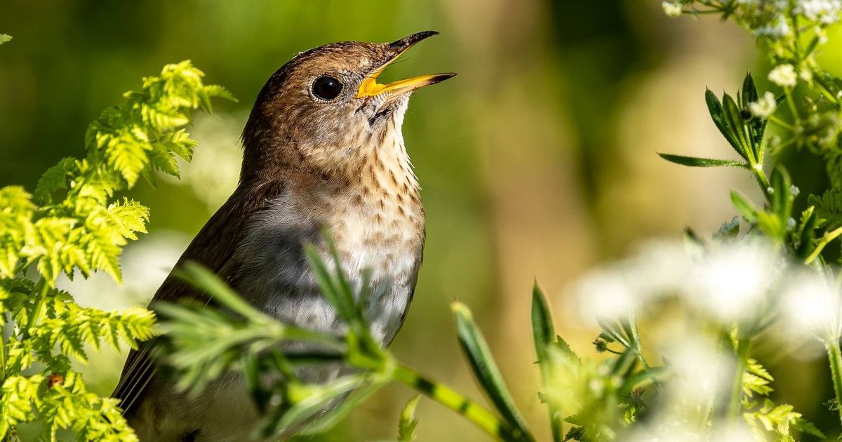 Cool Critters: It's a rush to hear the song of a veery thrush