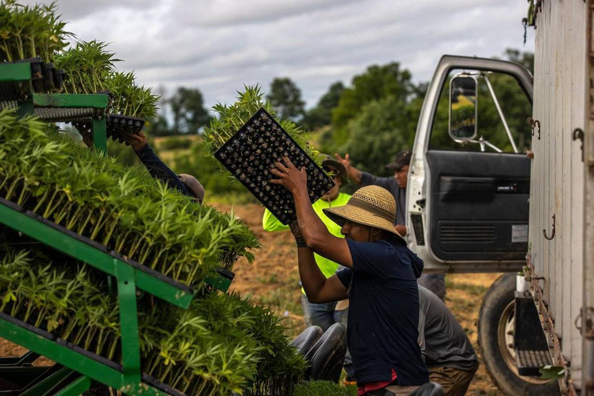 Hemp clones are loaded onto a tractor to be set in a field in Owen County, Kentucky on Thursday, June 22, 2023. (Ryan C. Hermens/Lexington Herald-Leader/TNS)  (Ryan C. Hermens/Lexington Herald-Leader/TNS)