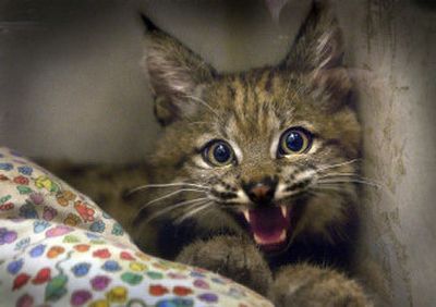 
A bobcat kitten recovers at WSU's Veterinary Teaching Hospital after being burned over Memorial Day weekend near Omak, Wash. 
 (Brian Plonka / The Spokesman-Review)