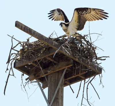 An adult osprey shrieks at a passer-by from its nest at the corner of College Avenue and Summit Boulevard on Thursday. Avista Utilities installed the nesting boxes three years ago as part of the Kendall Yards project.  (Dan Pelle)