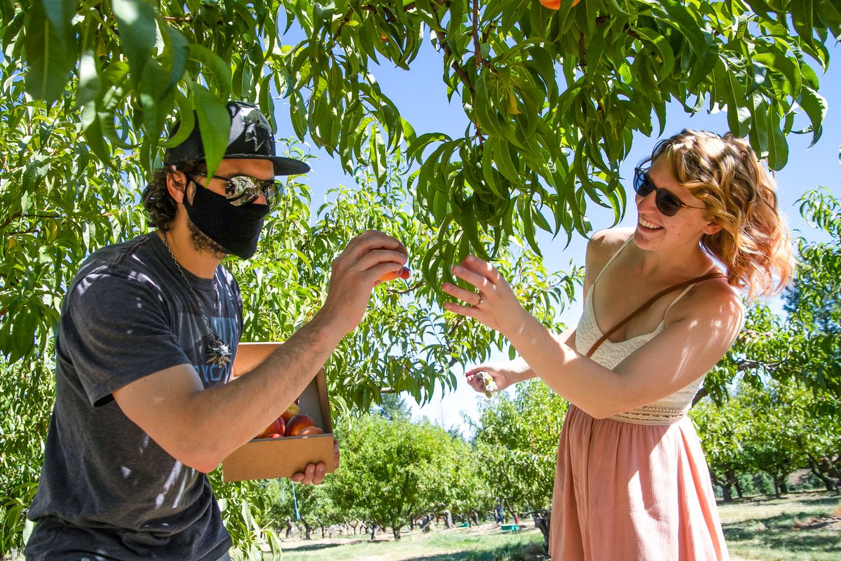 Justus Raymond, left, picks peaches with Chrissy Raymond at Walters