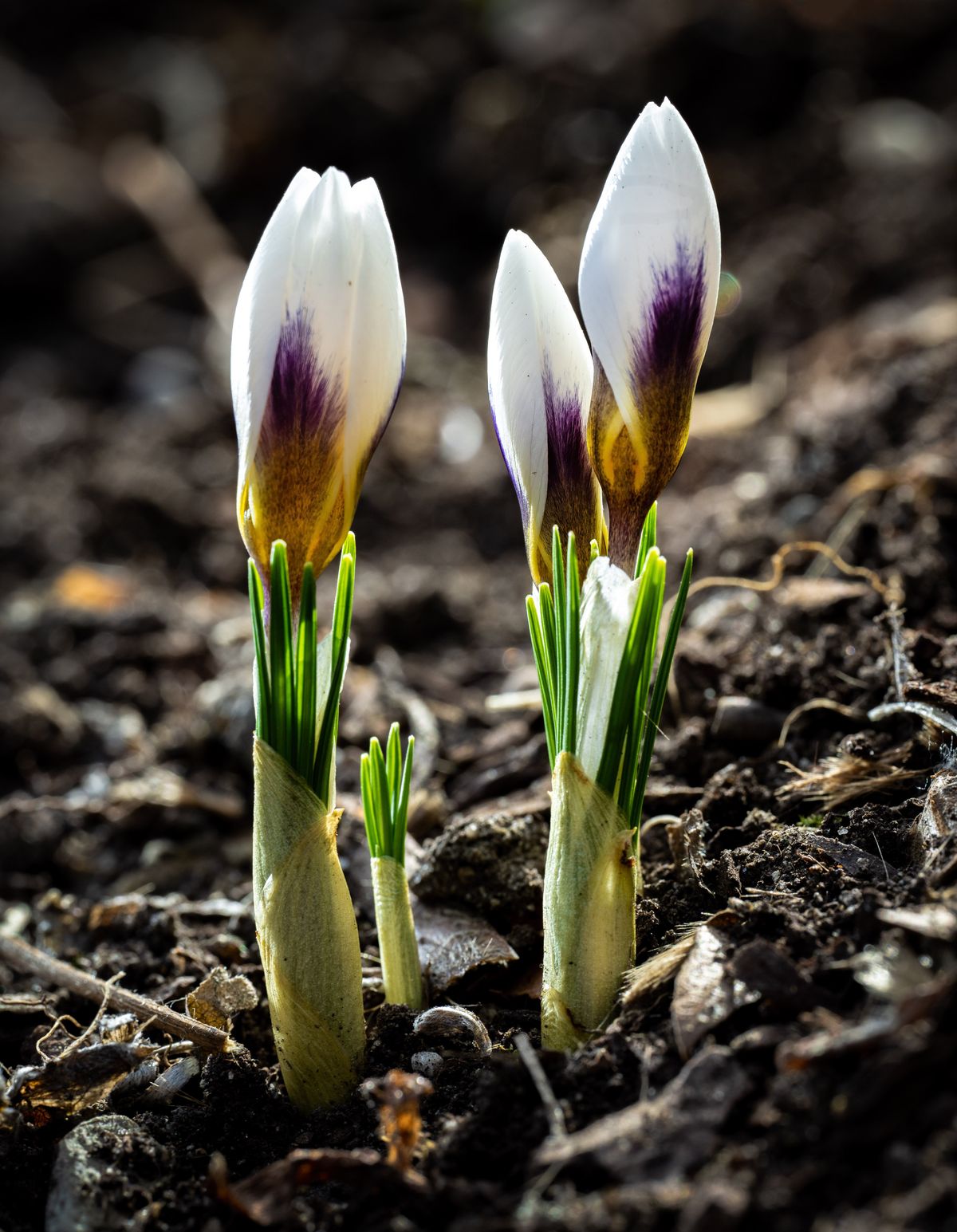 With warming spring weather, crocuses are emerging from their winter slumber like these Tuesday in a front yard on Spokane’s South Hill.  (COLIN MULVANY/THE SPOKESMAN-REVIEW)