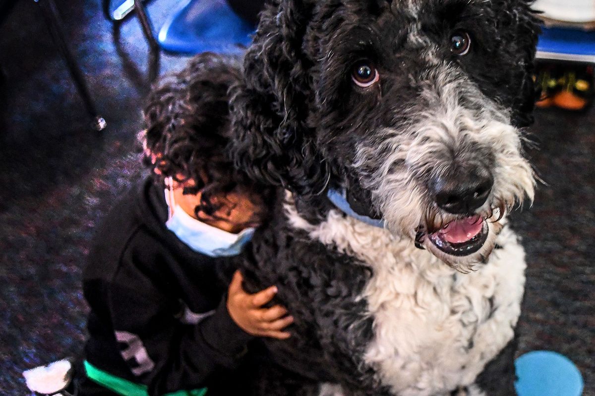 Traveler, the Longfellow Elementary therapy dog gets a hug from first grader Aven Yoeun at the school in Spokane on Thursday, March 3, 2022.  (Kathy Plonka/The Spokesman-Review)