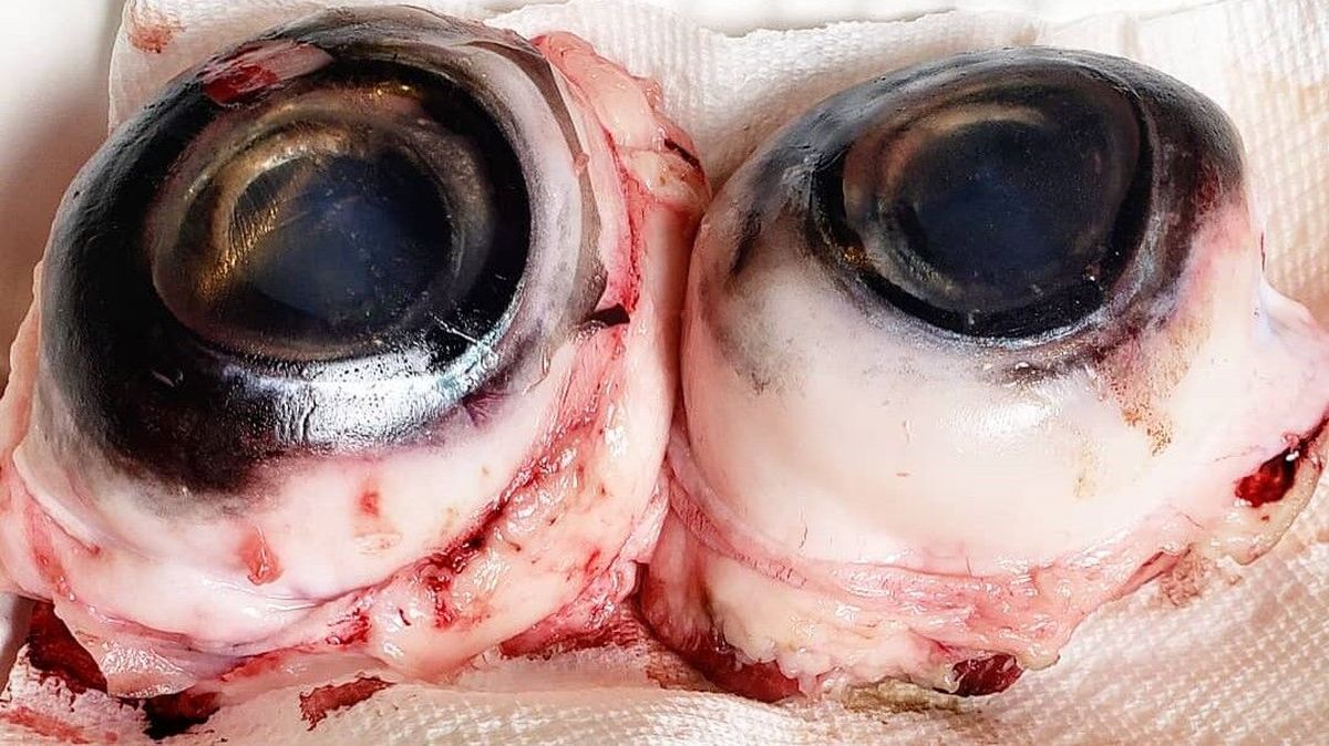 The Japanese delicacy tuna eyeballs are the size of a tennis ball and taste like squid and octopus.  (Reddit)