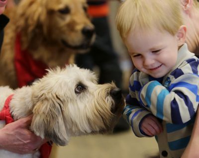 Alex Amidei, 2, meets Macie, a soft-coated Wheaten terrier from Intermountain Therapy Dogs, at the Billings Public Library on Jan. 9. Dozens of adults and children showed up for a half-hour of storytelling, followed by a craft time and a meet-and-greet with six certified Reading Education Assistance Dogs and their owners.