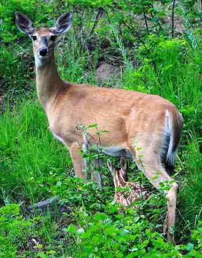  (The Spokesman-Review)