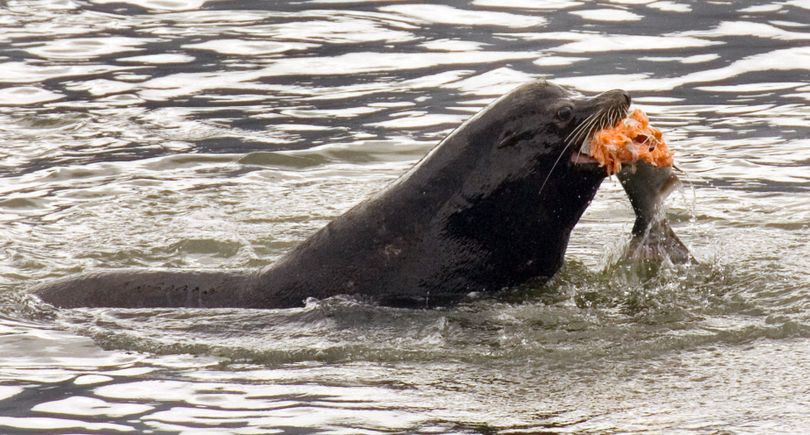 A sea lion eats a salmon in the Columbia River near Bonneville Dam. Wildlife biologists in Oregon and Washington say hungry sea lions at the mouth of the Columbia River are responsible for the rapid decline in numbers of sturgeon in the river. (Associated Press)