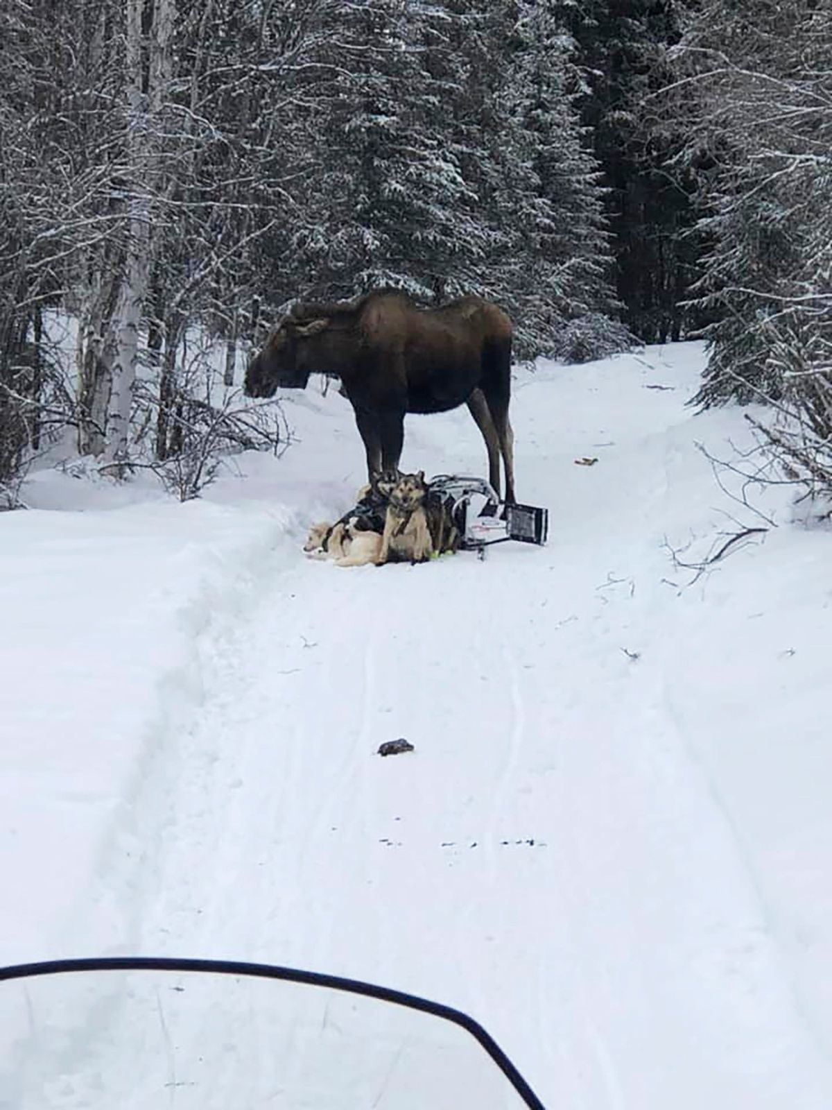 In this photo provided by Iditarod rookie musher Bridgett Watkins, a moose stands over her dog team on trails near Fairbanks, Alaska, Feb. 4, 2022. The moose attacked Watkins