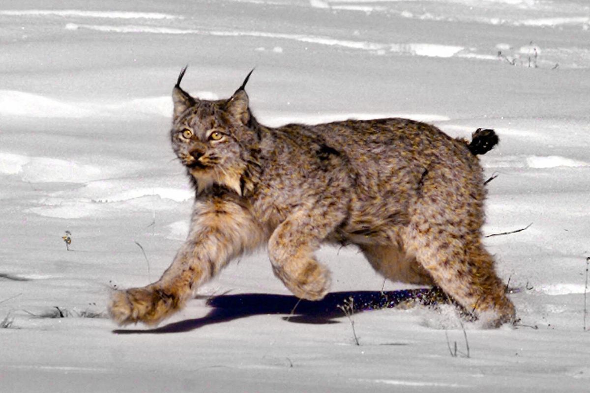 FILE - This Feb. 3, 1999 file photo shows a female Canada lynx heading for the woods after being released near South Fork, Colo. In control of Congress and soon the White House, Republicans are readying plans to roll back the influence of the Endangered Species Act, one of the government