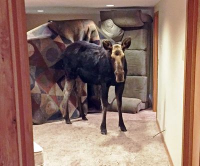 In this Sunday, Jan. 29, 2017 photo, a moose is seen after she fell through an unlatched window into the basement of a home in Hailey, Idaho. (Alex Head / Idaho Department of Fish and Game)