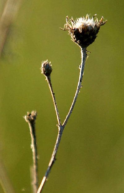 
Spotted knapweed, a non-native plant, is an ever-increasing problem in Idaho, Washington and other Western states. 
 (File / The Spokesman-Review)