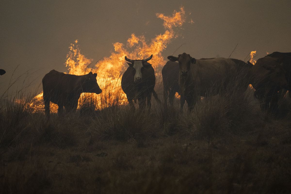 Cows gather next to a column of fire in Santo Tome, Corrientes province, Argentina, Sunday, Feb. 20, 2022. Fires continue to ravage the Corrientes province that has burnt over half-a-million hectares.  (Rodrigo Abd)