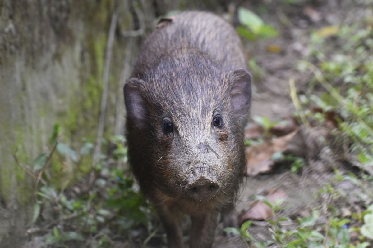 This undated photo provided by the Durrell Wildlife Conservation Trust in July 2020 shows an adult male pygmy hog in India.  (Parag Deka)