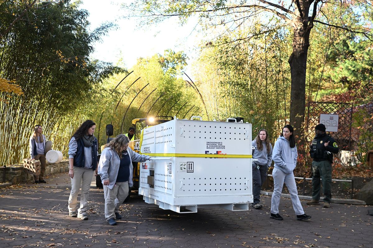 Giant panda Mei Xiang is transported to a truck at the Smithsonian National Zoological Park on Wednesday. MUST CREDIT: Matt McClain/The Washington Post  (Matt McClain/The Washington Post)