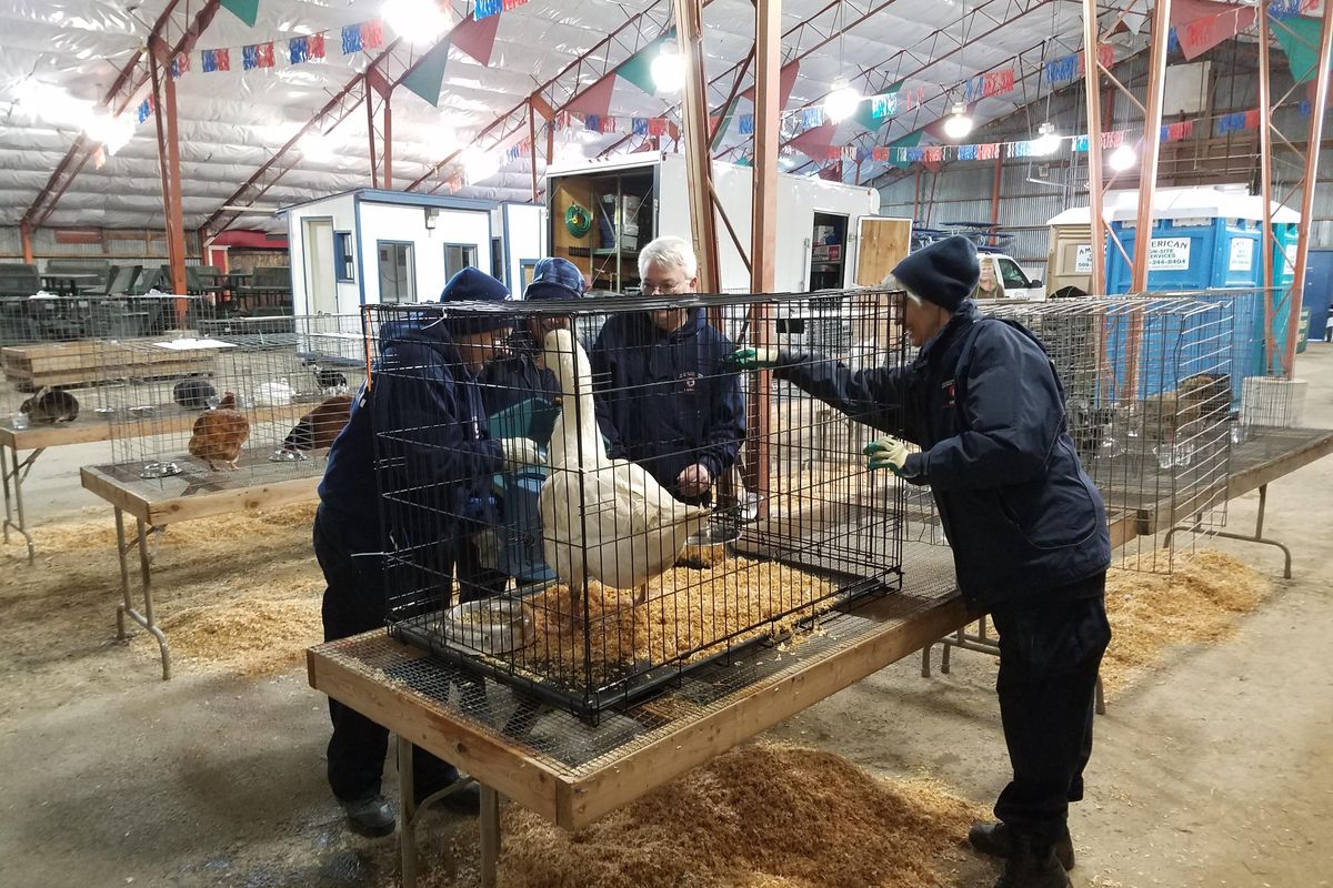 Volunteers from the Humane Evacuation Animal Rescue Team work with animals seized from a farm Friday, Nov. 18, 2016. (SCRAPS photo)